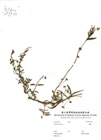 藏品(鱧腸)的圖片